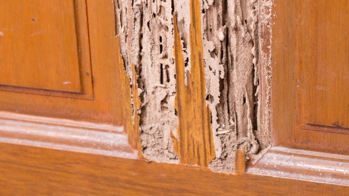 House Pests: What Happens if You Have Termites in Your House?