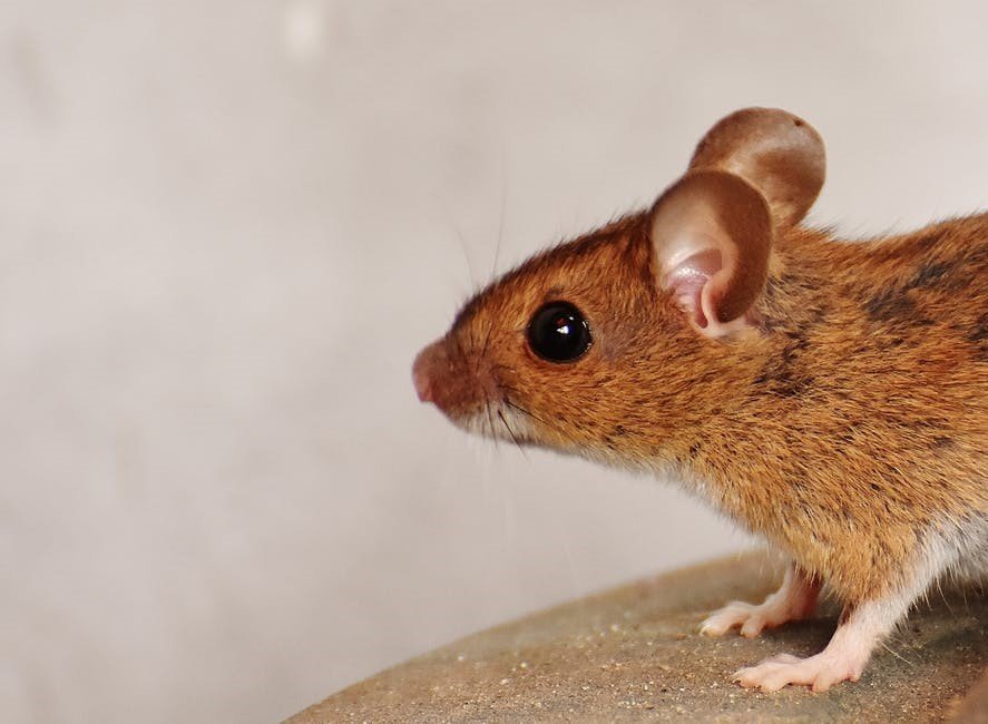 5 Signs That You May Have a Mice Infestation