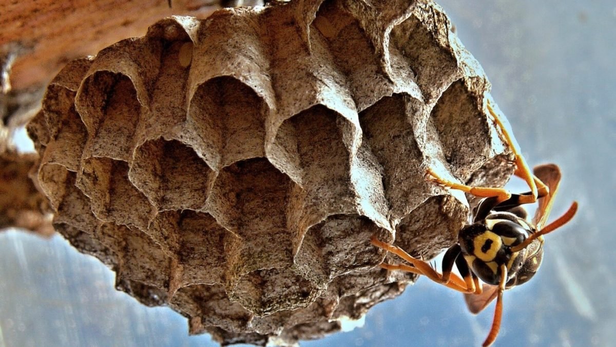 What Not to Do If You Have a Wasp Nest