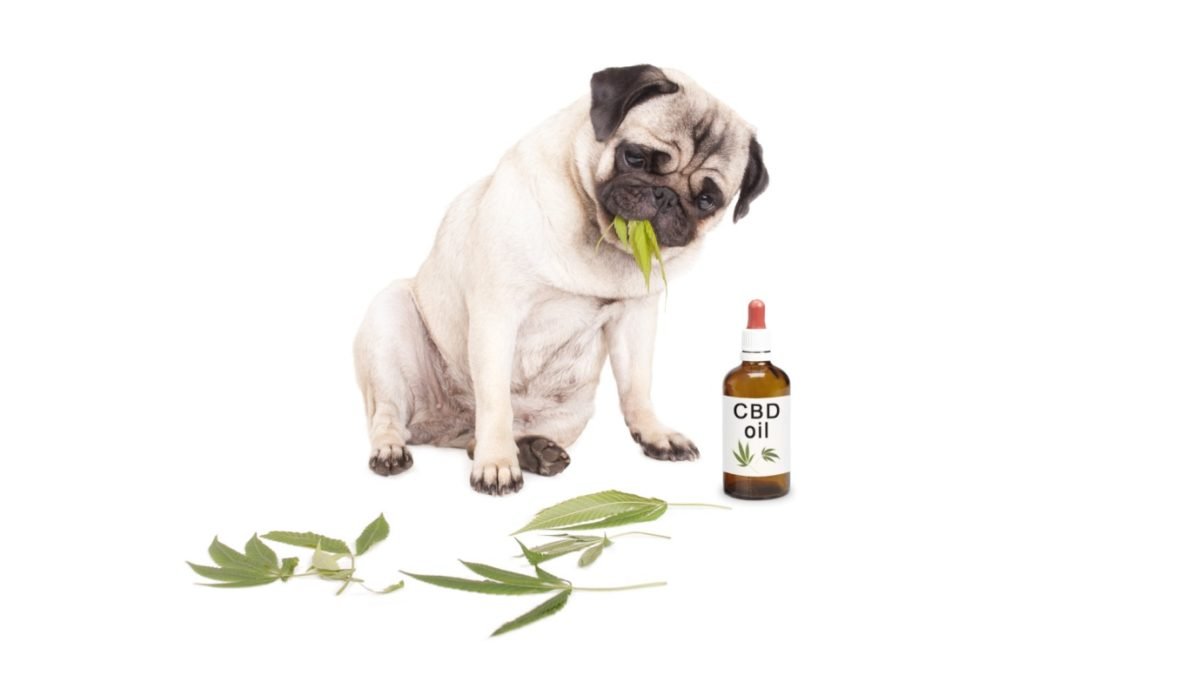 CBD Oil For Pets: What to Know About CBD and Your Furry Friends