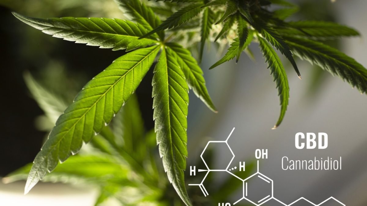 What Does CBD Do to the Brain?