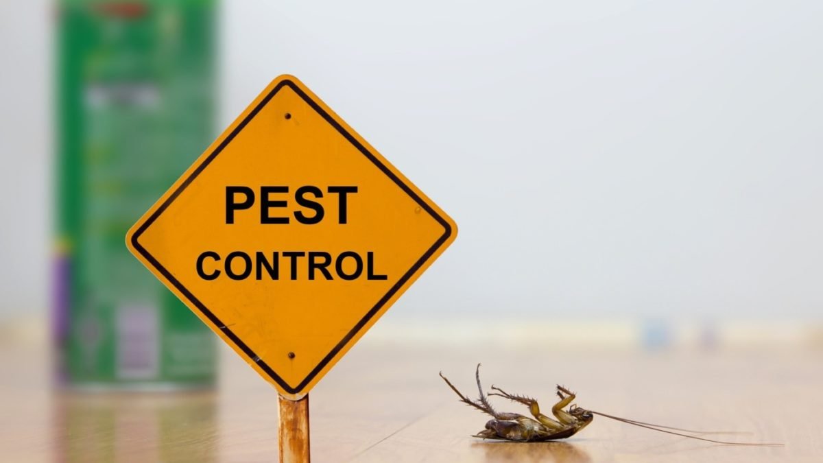 Winter Pest Control: 5 Reasons Pest Control Can Help All Year Round