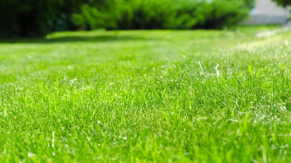The Grass is Greener: How to Fertilize Your Lawn