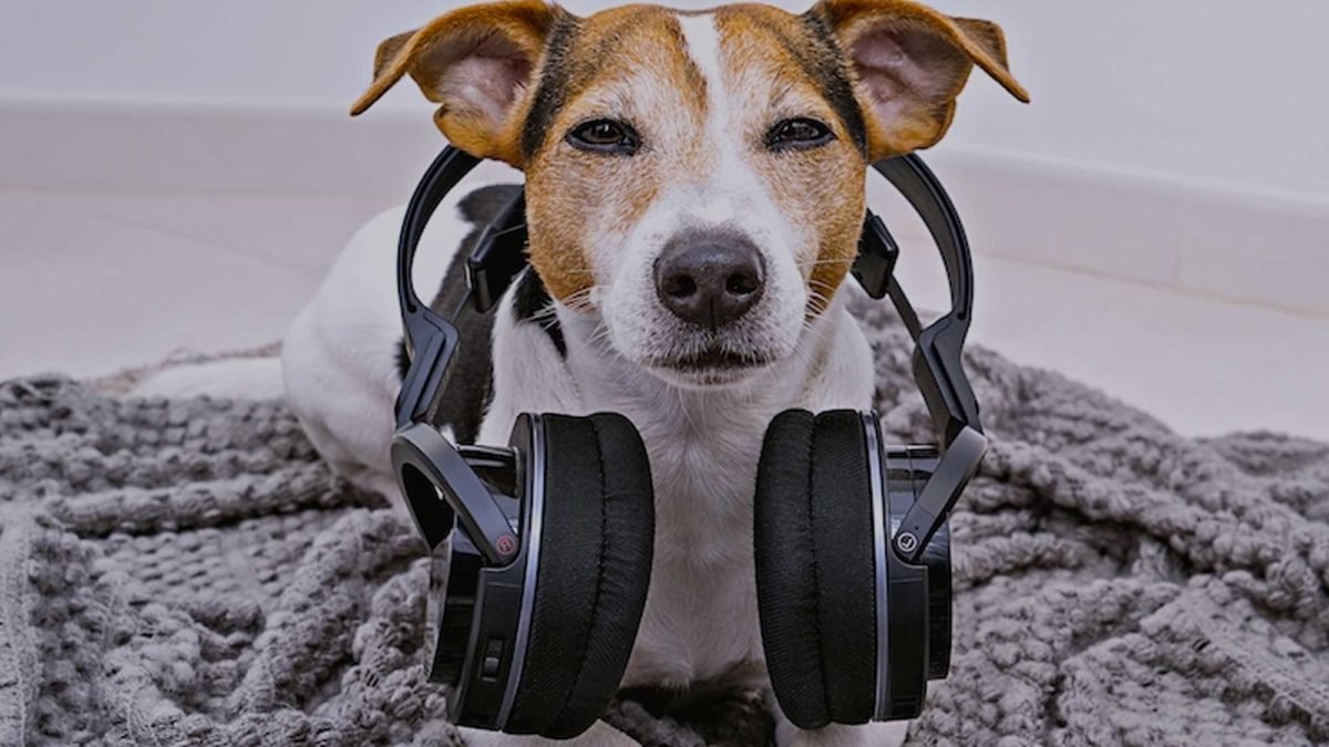 Best music for dogs with Anxiety