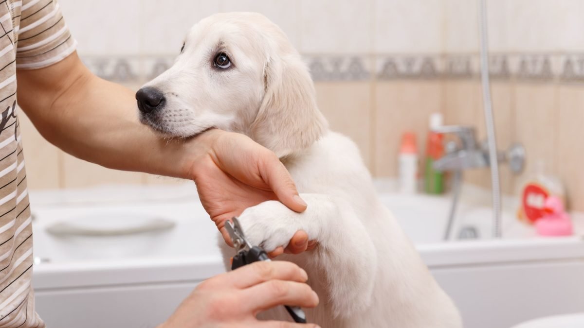 Trimming Your Dogs’ Nails!